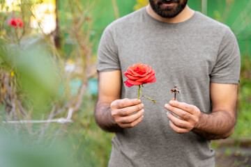 Young pakistani or indian bearded farmer in grey t-shirt is holding a fresh rose and a dry rose, in...