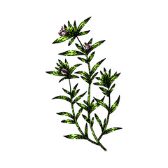 satureja savory sketch hand drawn vector