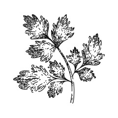 cerefolium chervil sketch hand drawn vector