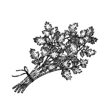 plant chervil sketch hand drawn vector