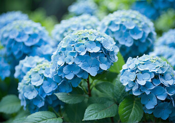 Obraz premium Close-up photo of blue hydrangea flowers. Aesthetic botanical wallpaper. Plant background for cards