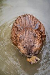 Wild animal Muskrat, Ondatra zibethicuseats, eats on the river bank