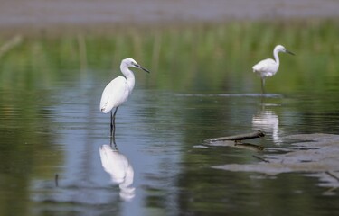 Obraz premium Little Egret in a Lake. little egret is a species of small heron in the family Ardeidae.this photo was taken from Bangladesh.