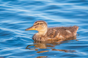 Cute little duckling swimming alone in a lake or river with calm water