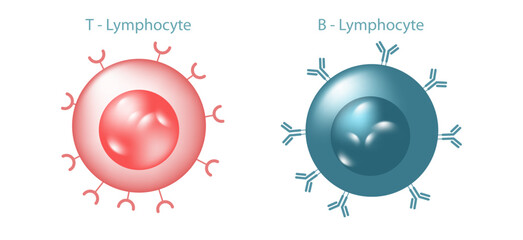 Antibodies are produced by the immune system in response to antigens vector illustration. Complementary binding sites on the Ab and on the Ag molecules. The differences between antigen and antibody.