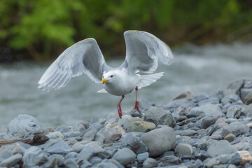 European herring gull sitting on a rocky coast, alaska, waiting for salmon
