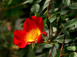 Colorful red rose, beauty nature red flower on green field