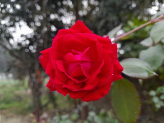 single red rose