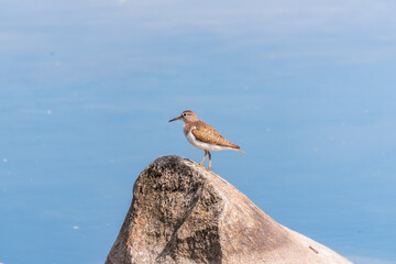 Common sandpiper, Actitis hypoleucos, resting lake shore under raindrops.