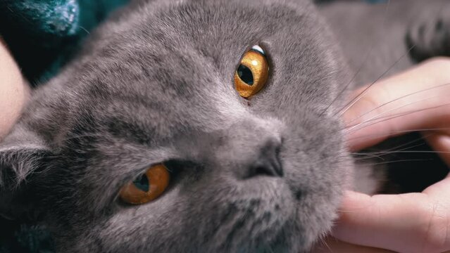 Close up, Child Strokes Head of a Gray Fluffy British Cat with his Hand. Portrait. Cat head. A cat with green eyes looking at the camera. Blurred background. Part of. Texture. Rest with child. Pets.