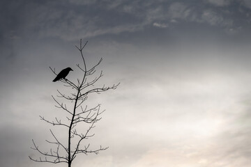 Crow perched up high in a leafless winter tree, stormy sky in the background as the sun is setting
