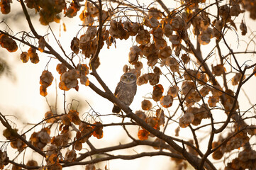 Good camouflage of Spotted owlet - 735663687