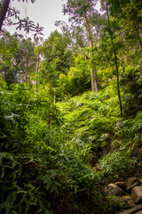 Wild nature rain forest