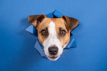 Funny dog jack russell terrier leans out of a hole in a paper blue background. 