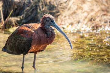 The glossy ibis, latin name Plegadis falcinellus, searching for food in the shallow lagoon.
