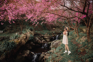 sakura flower and landscape