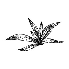 food savory sketch hand drawn vector