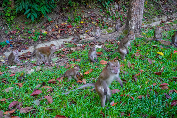 Monkeys on the streets of Langkawi, Malaysia
