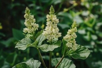 Plant with large leaves