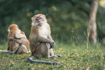 the lonely elder. a long tailed macaque sitting alone on the grass field