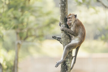 a macaque scouting in the tree canopy on a sunny morning