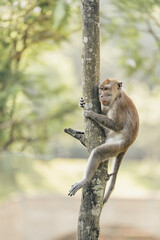 a long tailed macaque scouting in the tree canopy