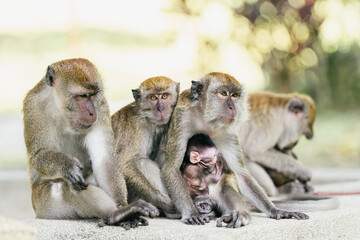 generational ties of a row of macaques embracing family bonds