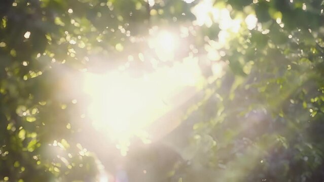 A closeup of a dazzling sunbeam shining through the canopy creating an ethereal effect.