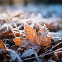 An The surface of dry leaves is covered with snow and ice on a winter day, nature background.