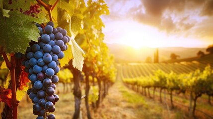 Ripe grapes bask in the sunset glow of a vineyard in Tuscany, Italy, Ai Generated. - obrazy, fototapety, plakaty