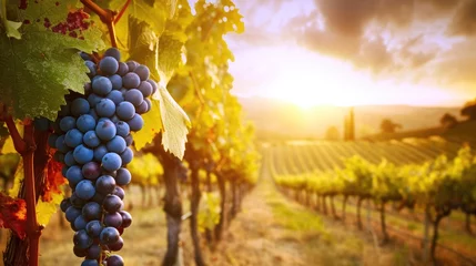 Fototapeten Ripe grapes bask in the sunset glow of a vineyard in Tuscany, Italy, Ai Generated. © Crazy Juke