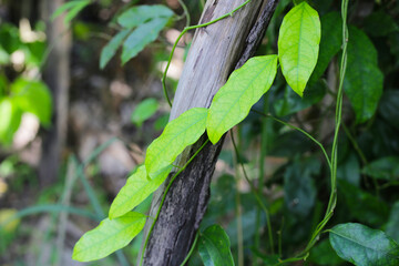 Fresh tiliacora triandra green leaves