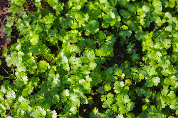 Green leaves of coriander plant in vegetables garden
