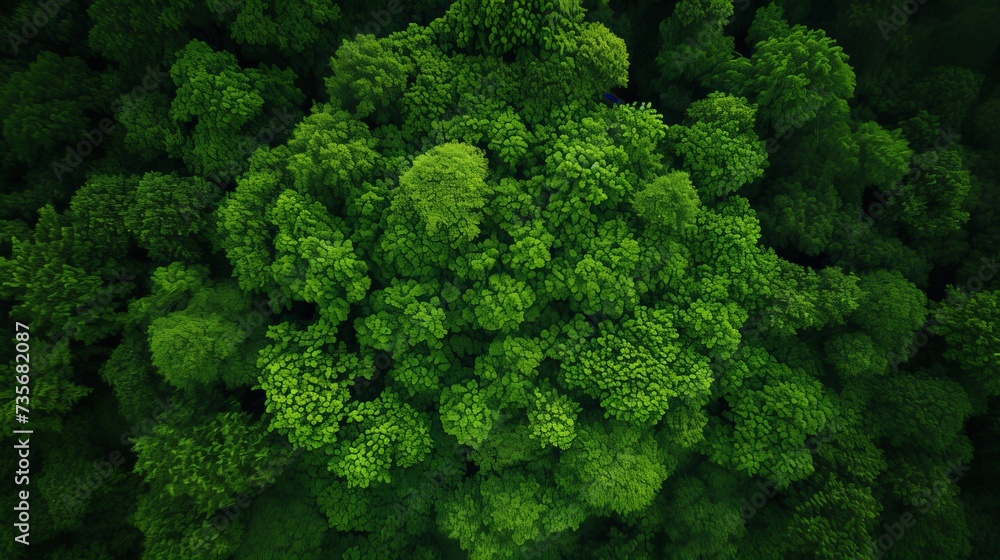 Poster aerial top view forest tree, rainforest ecosystem and healthy environment concept and background, te