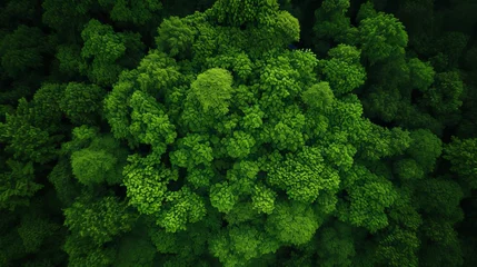 Foto op Plexiglas Aerial top view forest tree, Rainforest ecosystem and healthy environment concept and background, Texture of green tree forest view from above © Elchin Abilov