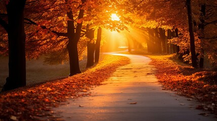 Naklejka na ściany i meble Autumn forest path. Orange color tree, red brown maple leaves in fall city park. Nature scene in sunset fog Wood in scenic scenery Bright light sun Sunrise of a sunny day, morning sunlight view