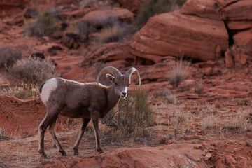 Big Horn sheep grazing in the desert