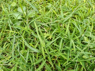 green grass background