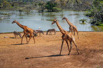 Giraffes and zebras at a watering hole near lakes in a national park, wild animal habitat.