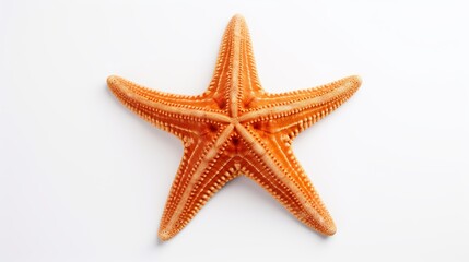 The caribbean starfish on a white background