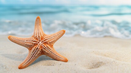 Fototapeta na wymiar The caribbean starfish on a white background