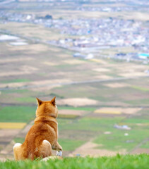 町を見下ろす柴犬