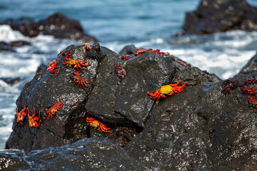 Galapagos Red Rock Crabs