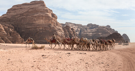 A Bedouin rides on a camel at head of large camel caravan in the red desert of the Wadi Rum near Amman in Jordan