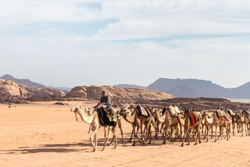 A local Bedouin driver drives herd of riding camels across the vast red desert of the Wadi Rum near...