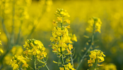 Fototapeta premium Yellow Rapeseed flowers close-up, selective focus. Blooming canola, colza plant. Nature background. Agriculture industry.