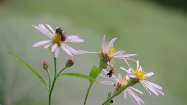 【山野草】ノコンギク（野紺菊）：Aster microcephalus var. ovatus