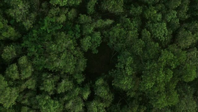 Flying up over a Rubber Trees,rubber plantation. Dark green tone, aerial zoom in shot.