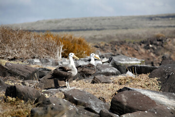 Obraz premium Galapagos Juvenile Waved Albatross Getting Ready to Leave the Nest and Take First Flight