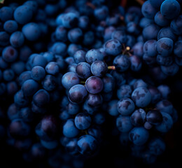 Tas de raisin muscat bleu sur un étal de marché. Récolte de raisin frais et bien mûr en automne pour la consommation ou les vendanges pour le vin - obrazy, fototapety, plakaty
